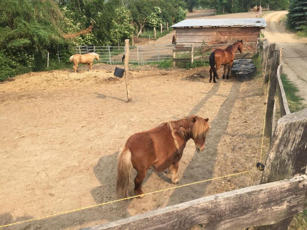 Grosse Wohnung / Haushaelfte In Peetzig Am See 安格尔明德 外观 照片